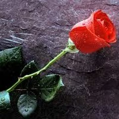 The Wild Red Rose, music & lyrics by Anne Dudley.