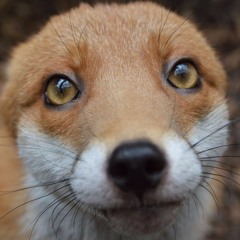 Foxy's list :3