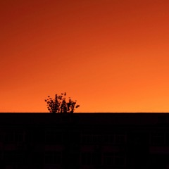 The Sun is Painting the Ground Red (2016)