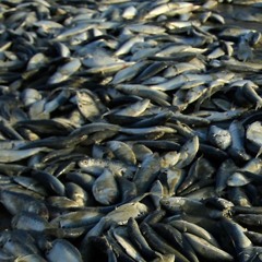 Deadfish (coda)