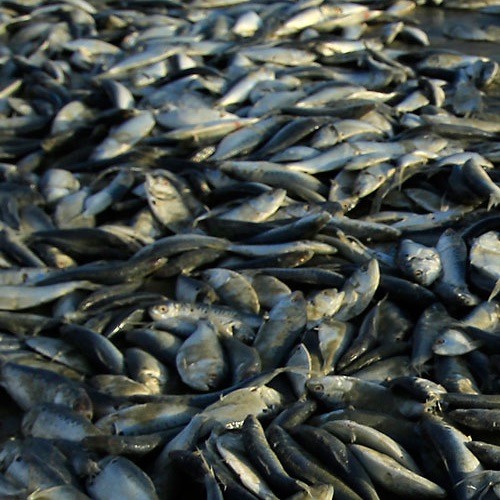 Deadfish (coda)