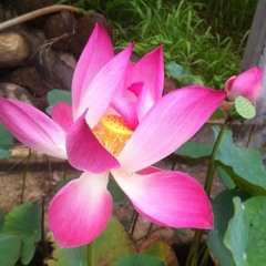 Vietnamese Lunar New Year