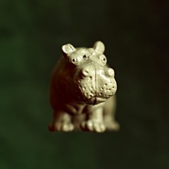 Temper Hippopotamus