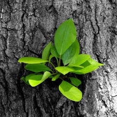 Movie Theme Composition, The Symphony of Life 2016 (Dramatic Composition)