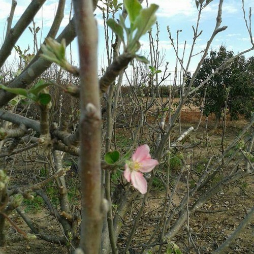 راائعة سورة الفجر برواية خلف عن حمزة # مشاري العفاسي 💚