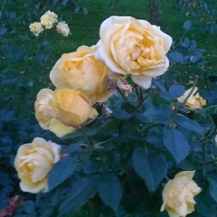 "Ambalapuzhe unnikannanodu nee"