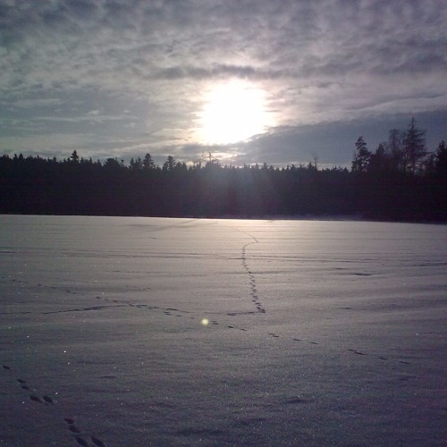 Eisbär.MP3