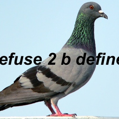 no pigeonholing here (11.2016)