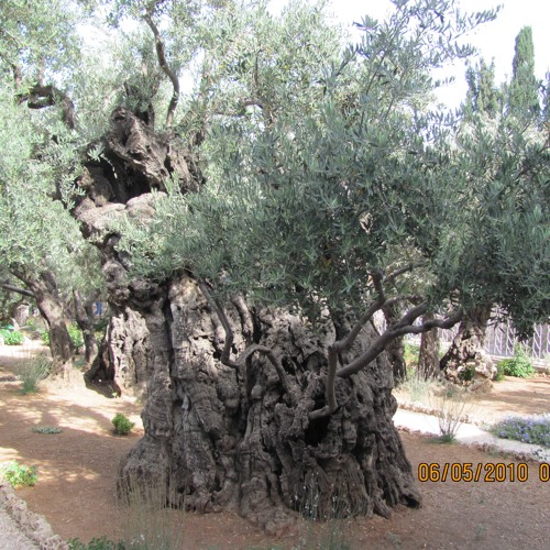 Stream 110516 Noach & King Solomon's Prophecy about the Last Days of