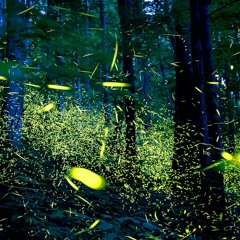 Firefly  Performed by my 'Basic Musicianship I' Class at the Peabody Preparatory