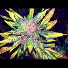 ColorFull(Original Mix)