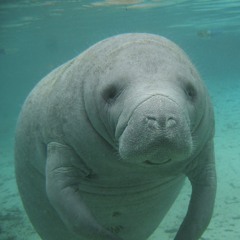 Opus No 2 for Humanity and Flute