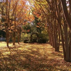 Autumn 2016