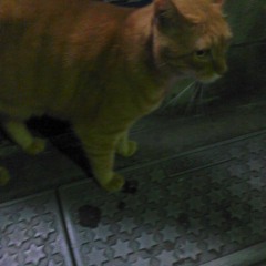 [Guitar Arrangement] BeatMario - Night of Knights (Recorded 2009)