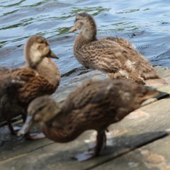 Hihat snare and bass