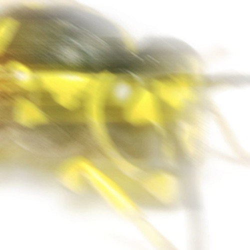 Haible Dual WASP - R*S Edition 2016