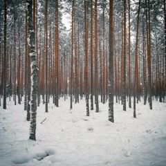 Wintery Forest Acoustics Session