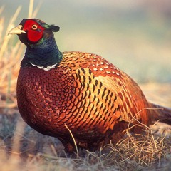 Hunt, Rajhrad, pheasantry, South Moravia