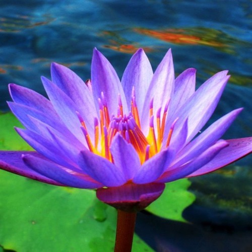 10 - FLOR GUERREIRAmp3