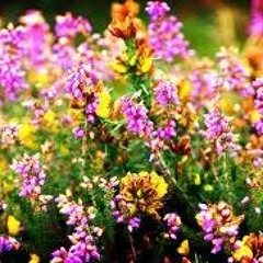 Rut Basant Mein - Dhrut Teen Taal - Raag Baahaar