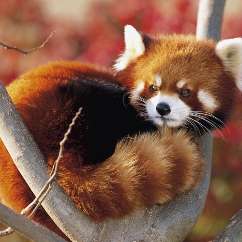 Stream Kids In The Six Top Ten Facts About Red Pandas By Monica Gupta Listen Online For Free On Soundcloud