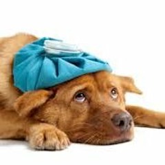 BIT - Shaky Paws Recovery Center