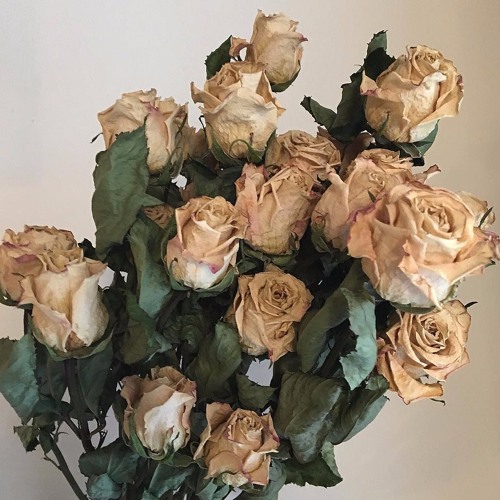 the flowers are dead (prod. tvmino)