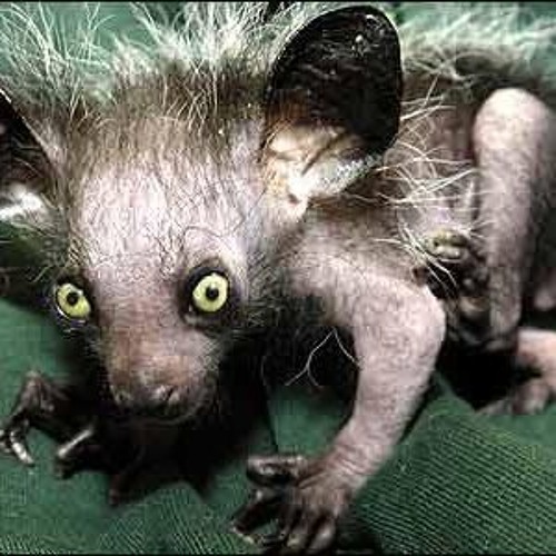 Что такое чучундра