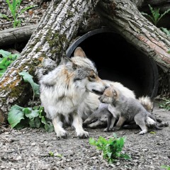 #5: How Mexican wolves have become dangerously inbred