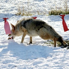 #3: What's the deal with Wildlife Services?