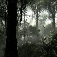 jungleherbalist