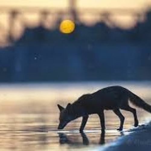 taptaptap (anticonvulsant)