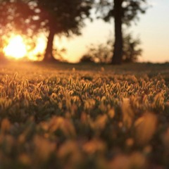Grass