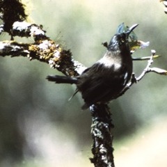Duet With A Lonely Bird (Kauai o'o)