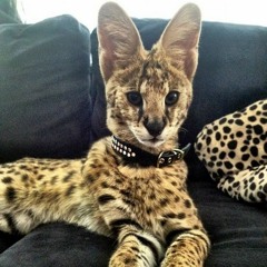 Stephen Marcus - Outta Control Freestyle