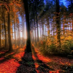 Psyrrano - Fall Forest Psy Mix 2016 - 146-150BPM