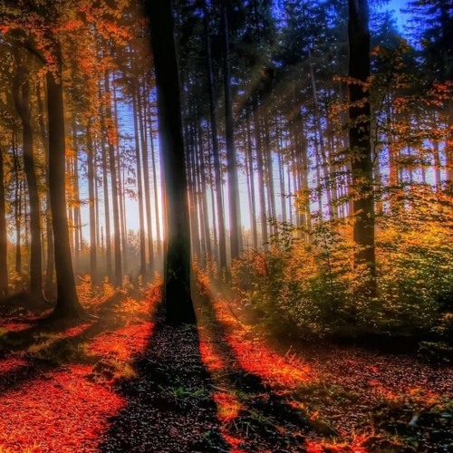 Psyrrano - Fall Forest Psy Mix 2016 - 146-150BPM