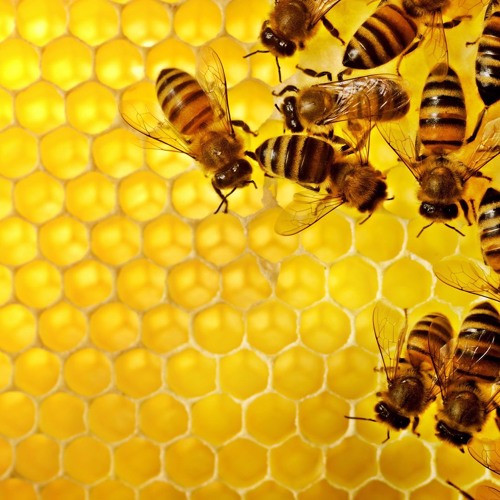Erykah Badu - Honey (EMERLD Bee-Cool Edit)