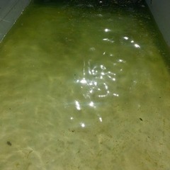 Brain-eating Amoeba Thrives in Warm Freshwater