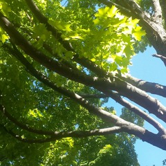 Lana del Rey-Acapella cover of ultraviolence,cruel world,million dollar man!