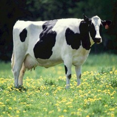 Cows Will Rule the world