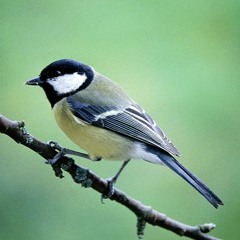 Great Tit Solo - Telinga