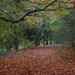 Autumn Leaves