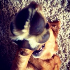 Session Paws Vol.1 - Liam Kelly