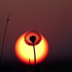 Kara Güneş - Düş Türkü