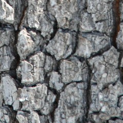 Fragment