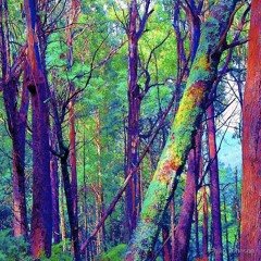 AU | VIC Bush Doofin