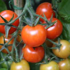 Love And Tomatoes, Dobbs Ferry, New York