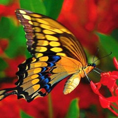 Voy A Ser Una Mariposa Y Amaré Por Siempre