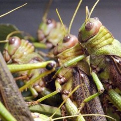 Orthoptera Insecta - VSCO Percusson Demo